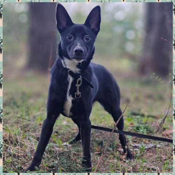 Собака Лина даром