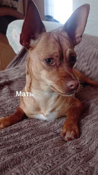 Щенки маленькой породы