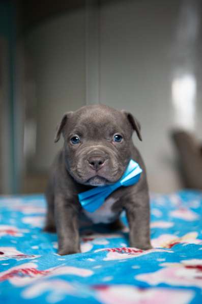 Американский Булли в Челябинске фото 6