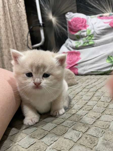 Золотая шиншилла