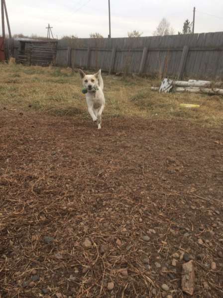 Фростик ищет дом в Красноярске фото 4