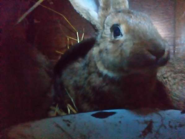 Кролики привитые, мясной породы возраст 1.5 и 6 месяцев в Рославле фото 3