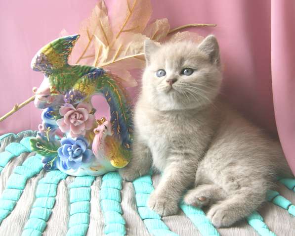 Британский лиловый котик от чемпионов в Твери фото 8