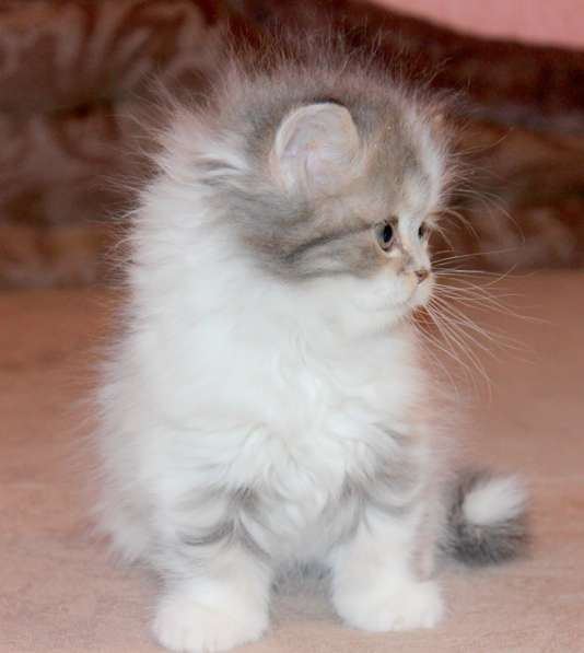 Шотландский котёнок Марсель) в Екатеринбурге фото 13