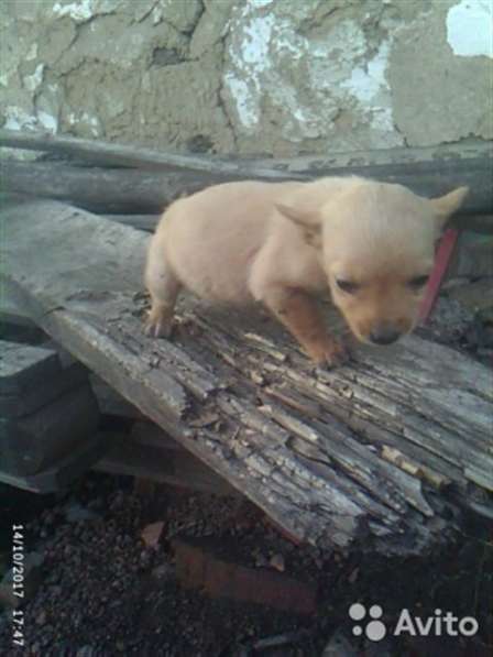 Отдам щенков дворняжки в Ленинск-Кузнецком фото 3