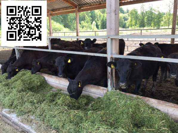 Абердин-Ангусс