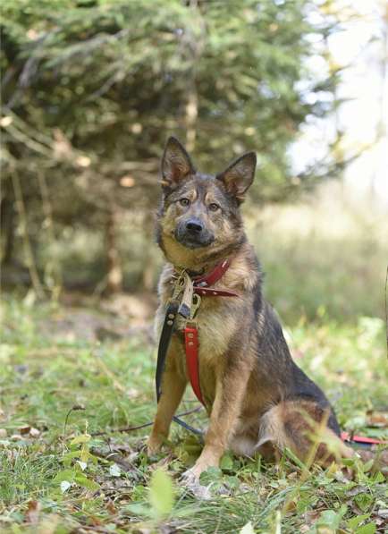 Молодая собачка Динга ищет семью в Москве фото 22