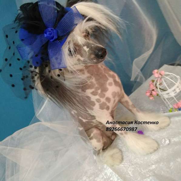 Зоосалон Эверест в Балашихе фото 3