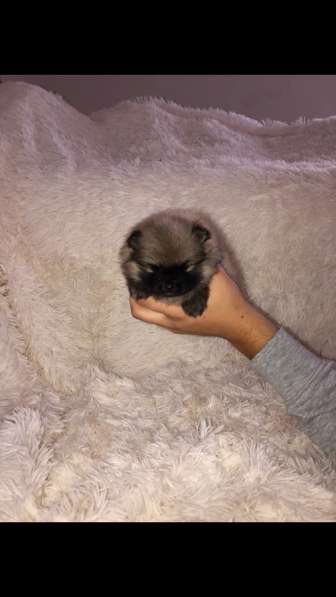 Шпиц в Москве фото 6