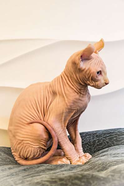 Малыш эльф Male elf cream в Москве фото 3