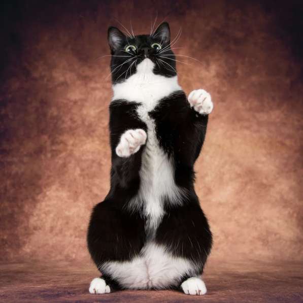 Кошечка Майя ищет семью в Москве фото 7