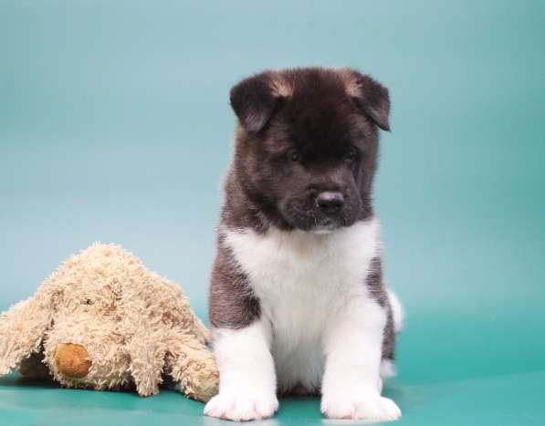 Продаются щенки Американской Акиты в Санкт-Петербурге фото 4