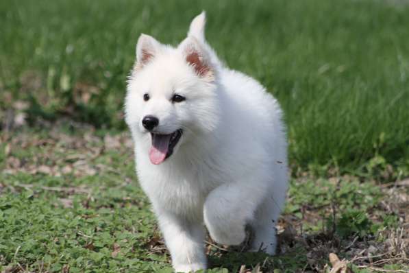 Щенки БШО в Москве фото 33