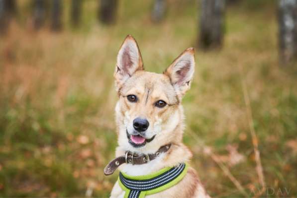 Веселая, озорная Эри ищет семью в Москве фото 9