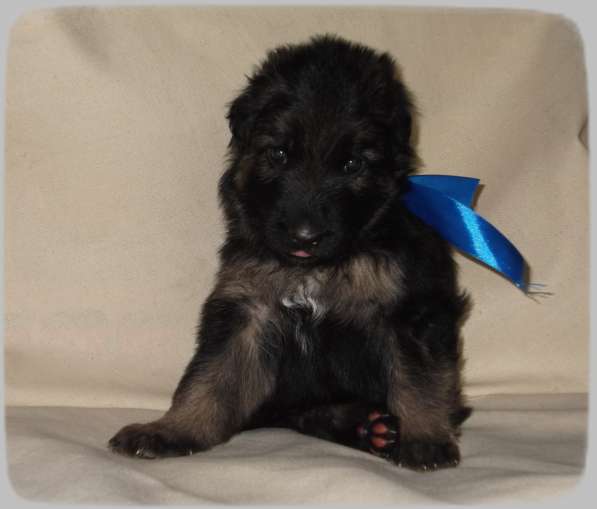 Продам щенков Д/Ш немецкой овчарки в Абакане фото 17