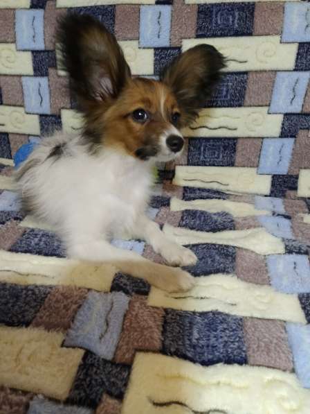 Щенки папийона в Ростове-на-Дону фото 24