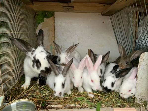 Кролики в Комсомольске-на-Амуре фото 6