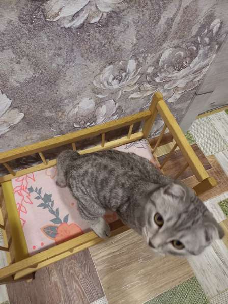 Вислоухий британец в добрые руки в Волгограде фото 4