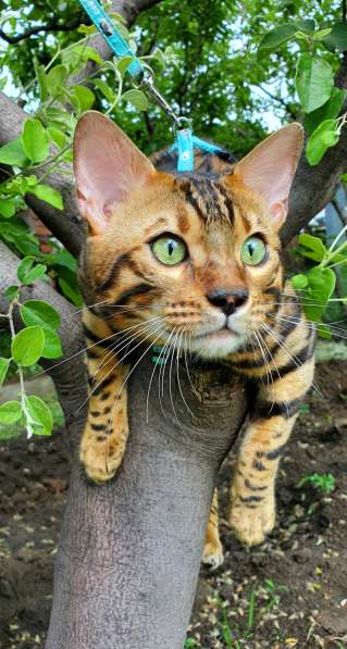 Бенгальские котята, шикарная кошечка, документы WCF, питомн в фото 8