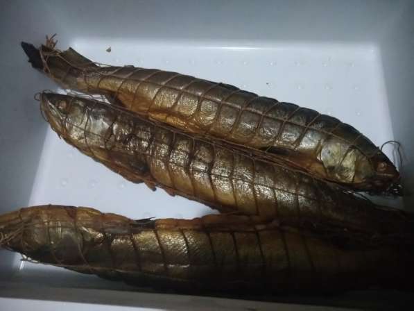 Рыба копченая, вяленая, соленая в Котласе фото 17
