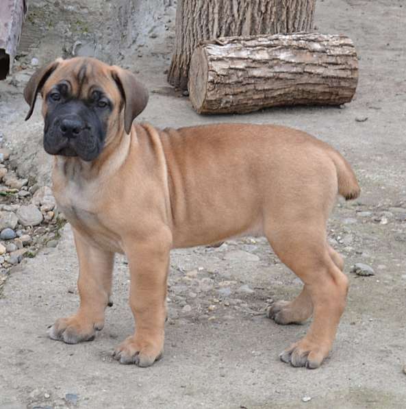 Щенки ЮА Бурбуля в Краснодаре фото 18