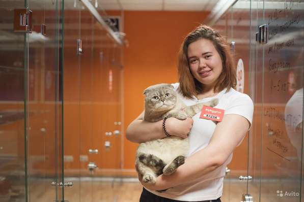 Зоогостиница BookingCat Люберцы/Жулебино в Люберцы фото 52