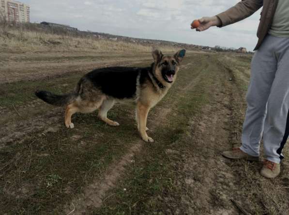 Немецкая овчарка 7 мес в Жуковском фото 7