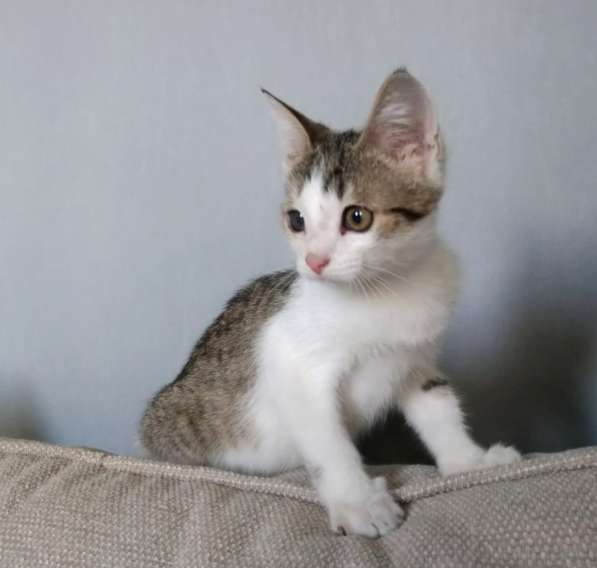 Вертушка, котенок 4 мес в добрые руки в Москве фото 3