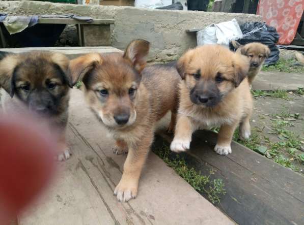 Замечательные щенки в добрые руки в Химках фото 12