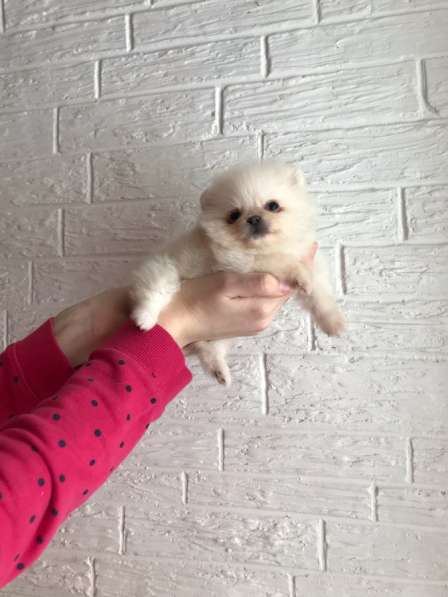 Щенки Шпица в Саратове фото 12