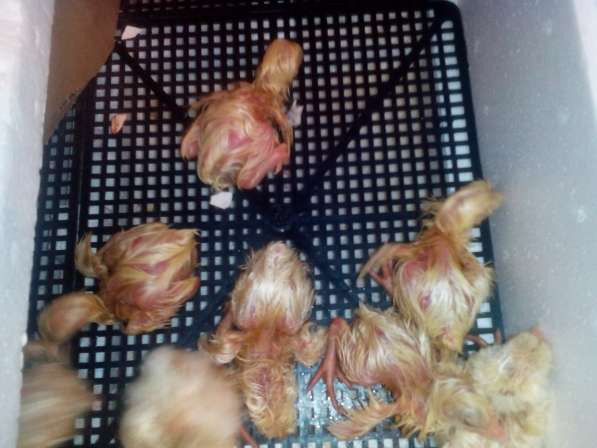 Породам цыплят бройлер в Иркутске