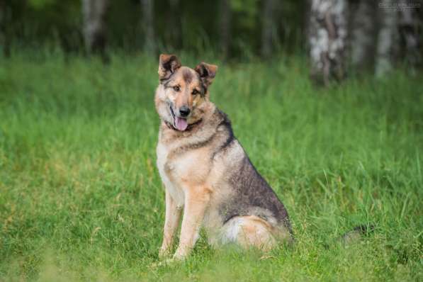 Дружелюбный Денвер ищет семью в Москве фото 14