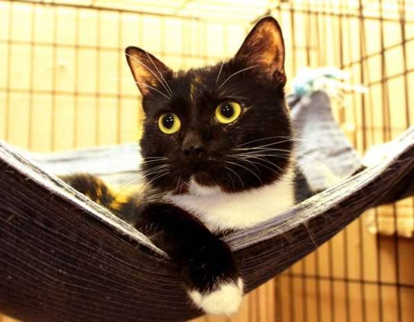 Ласковая Матрена ищет верного друга в Москве