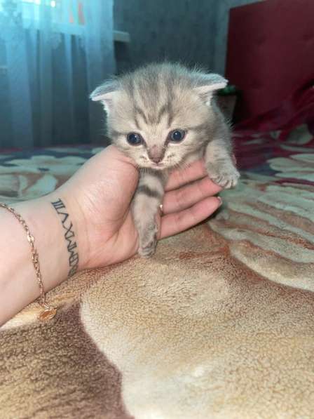 Шотландские котята в Краснодаре фото 6