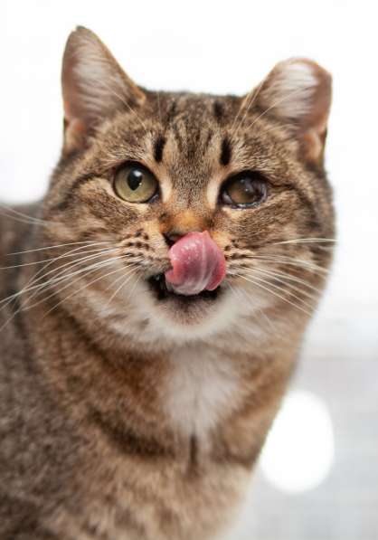 Милый игривый котик в Санкт-Петербурге фото 12