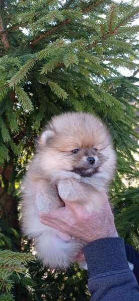 Щенки шпиц в Калининграде фото 19