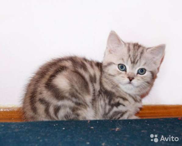 Коты на вязку котята-вислоухие и прямоухие в Костроме фото 8