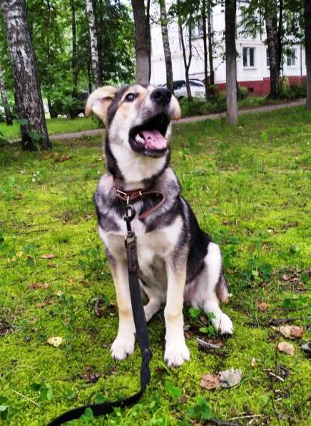 Тася в добрые руки