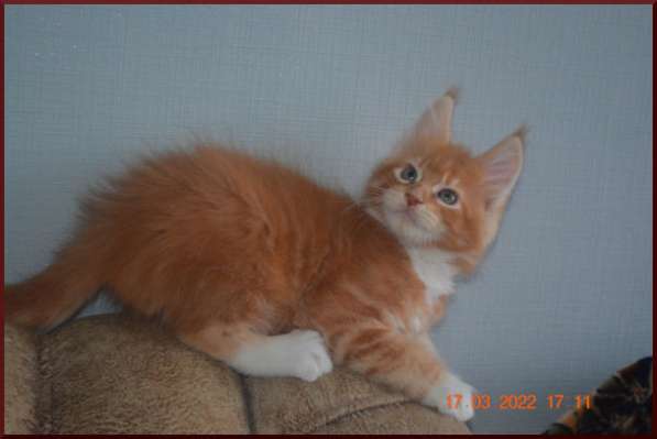 Роскошный черный котик мейн-кун из питомника в Астрахани фото 80