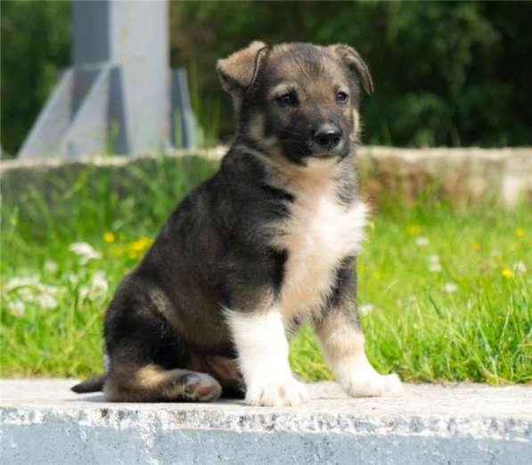 Чудесные щенки ищут дом (мальчики и девочки) в Москве фото 5