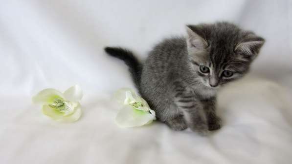 Крутышка малышка - девочка в Москве фото 5