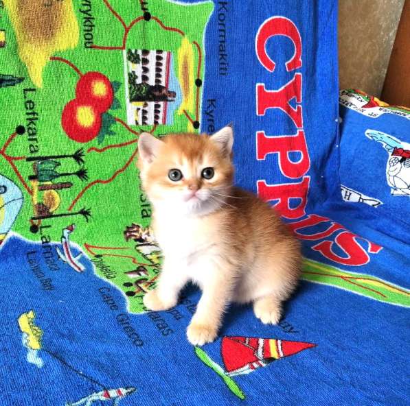 Британская золотой котик в Санкт-Петербурге фото 5