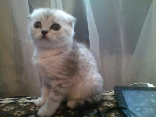 Кот на вязку 1500 -можно котёнком котята от 2000 в Костроме фото 6