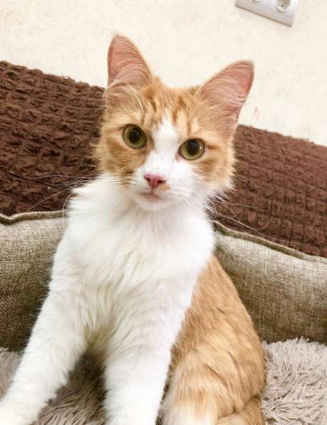 Рыжая кошка Лисан в добрые руки в Москве фото 9