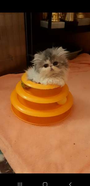 Персидская куколка в новую семью в Вологде фото 4