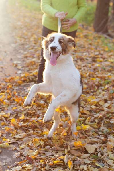 Щенок в добрые руки Августина в Санкт-Петербурге фото 9