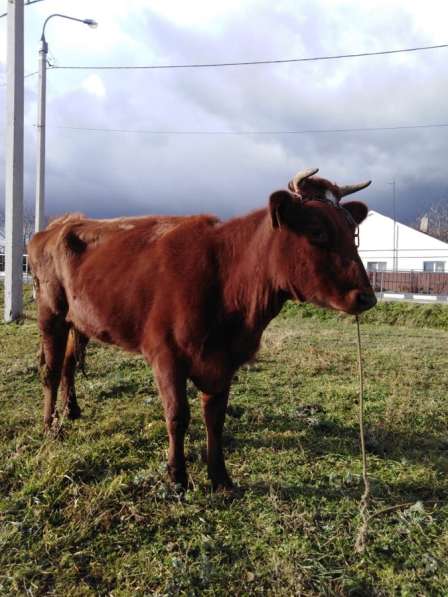 Коровы и быки в Анапе фото 3