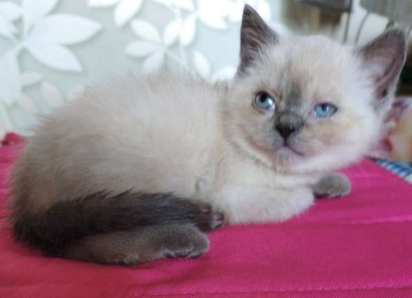 Скоттиш фолд и Скоттиш страйт шиншиллыРодословная в фото 13
