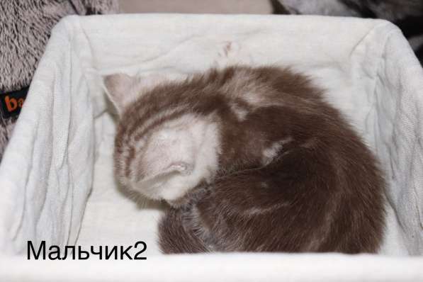 Британские мраморные котята табби в Красноярске фото 8