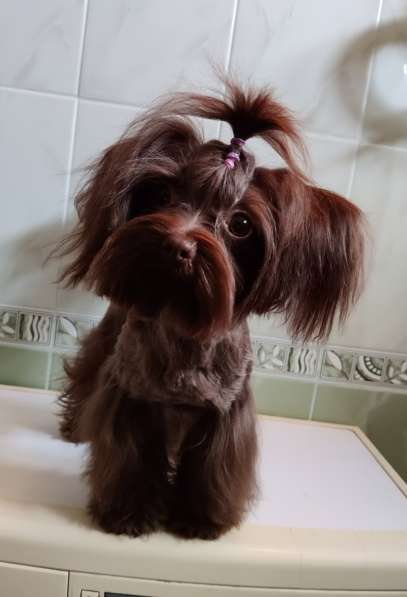 Щенки декоративных пород собак в Москве фото 15